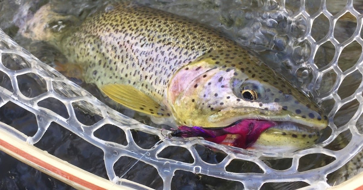 Coastal Cutthroat Trout. Trout caught in a fishing net with a colorful fly lure in its mouth, showcasing the fish's distinctive spots and colors.
