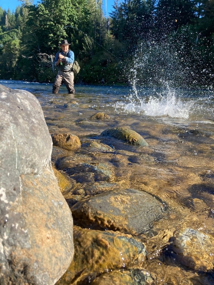 Pink Salmon in the Campbell River