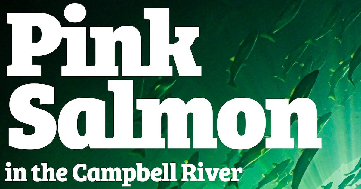 Pink Salmon in the Campbell River