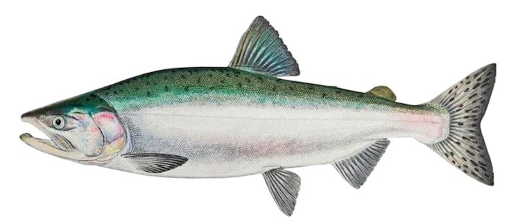 Creature Feature: Pink Salmon