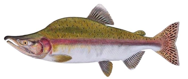 Creature Feature: Pink Salmon
