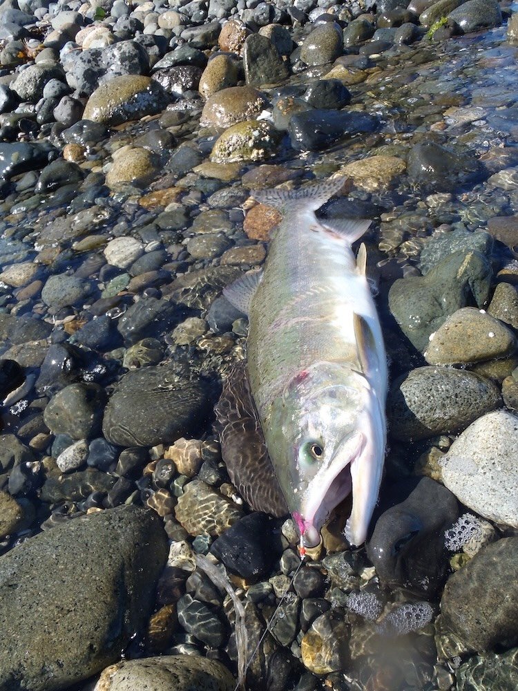 Pink Salmon in the Campbell River