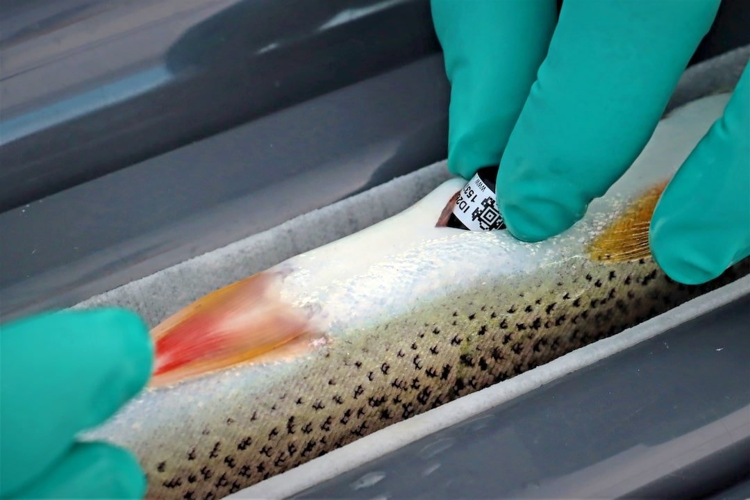 Demystifying Lake-Run Cutthroat Trout