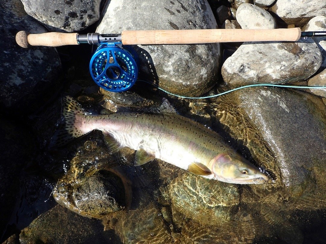 Pink Salmon in the Campbell River