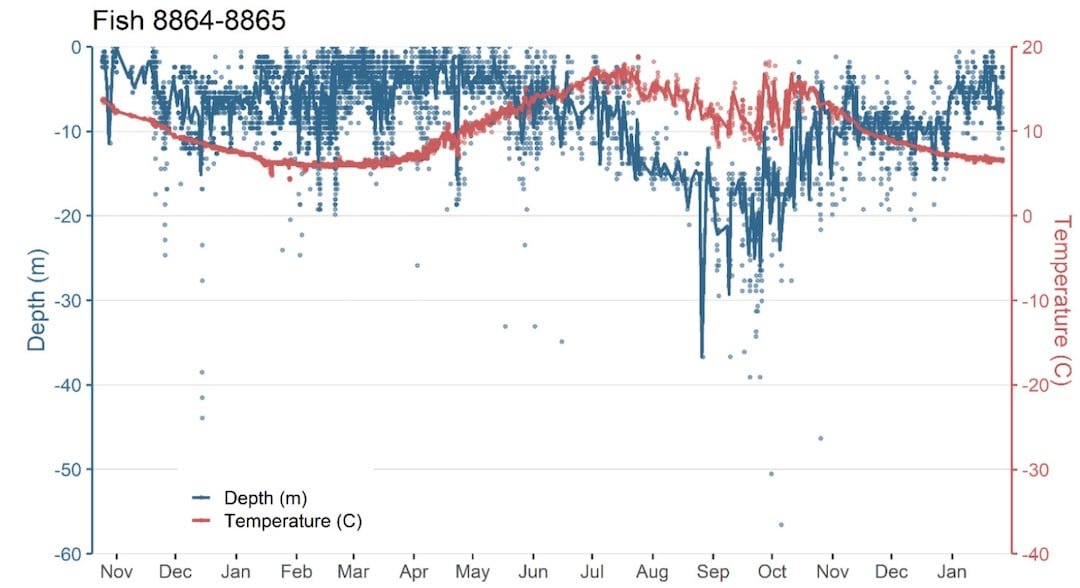 Demystifying Lake-Run Cutthroat Trout