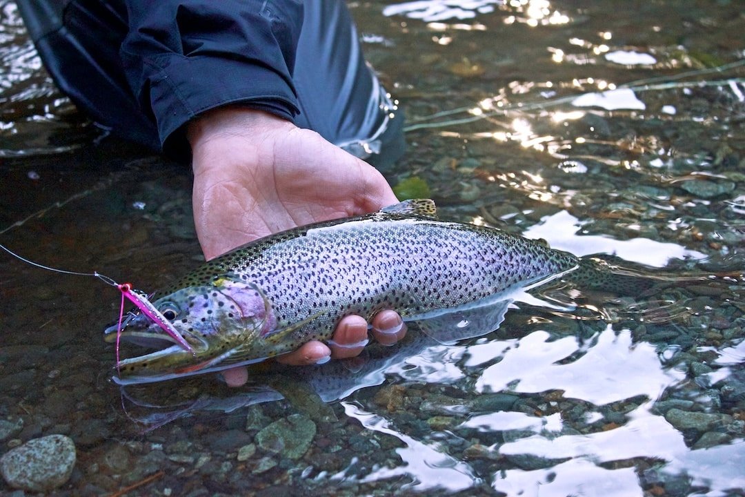 Demystifying Lake-Run Cutthroat Trout