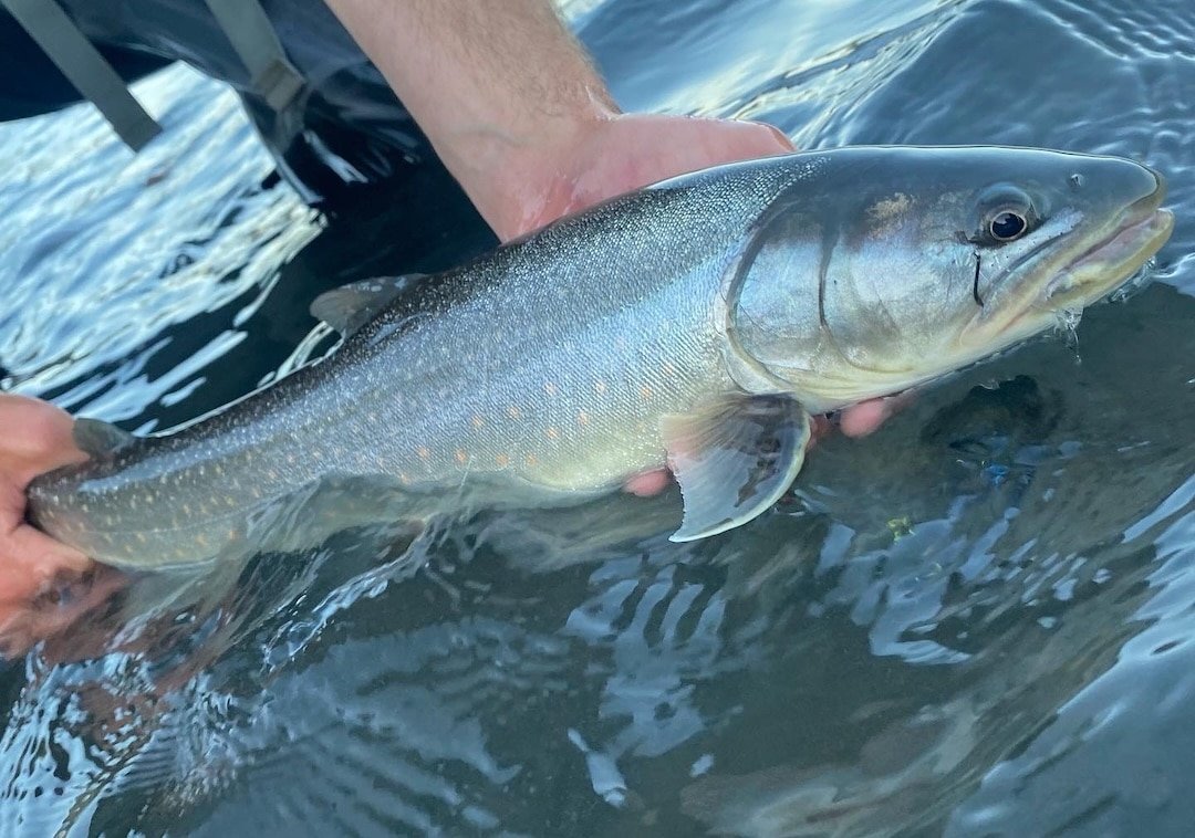 Effects of Temperature on Trout