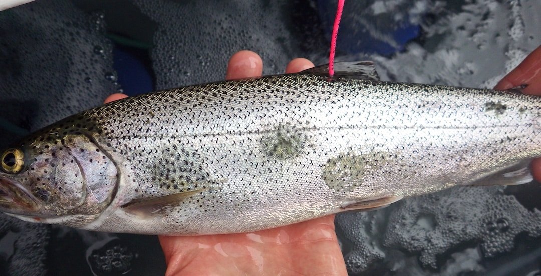 Demystifying Lake-Run Cutthroat Trout