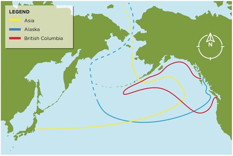 British Columbia Chum Salmon