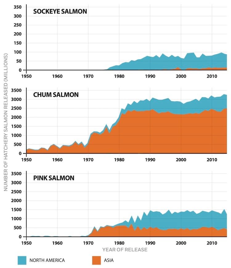 British Columbia Chum Salmon