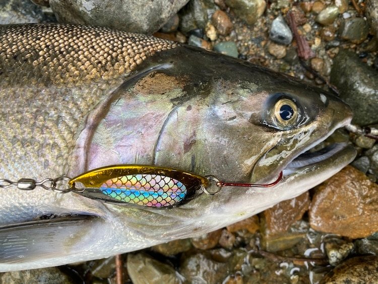 Gibbs Super Nugget Gold spoon: Top lure for Fall Salmon fishing on Vancouver Island