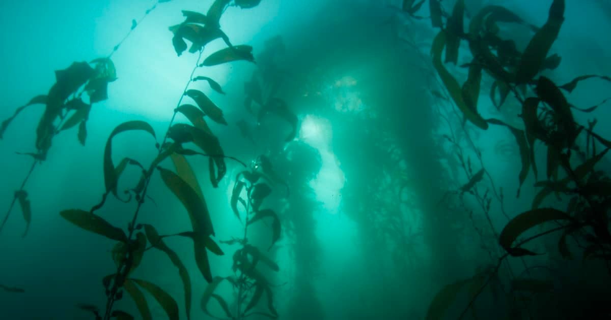 Underwater scene featuring bull kelp with a soft blue-green light filtering through the water, creating a serene aquatic atmosphere.