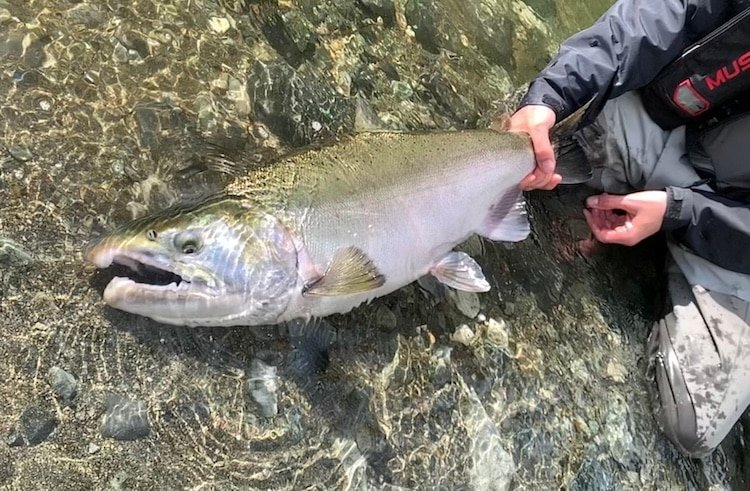 Freshly caught Fall Salmon: Chrome silver Coho from a Vancouver Island creek