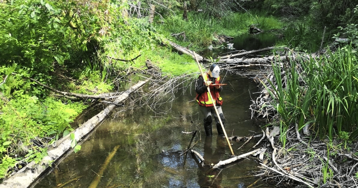 Volunteer conducting a creek habitat assessment while standing in shallow water, wearing safety gear and using a measuring tool.