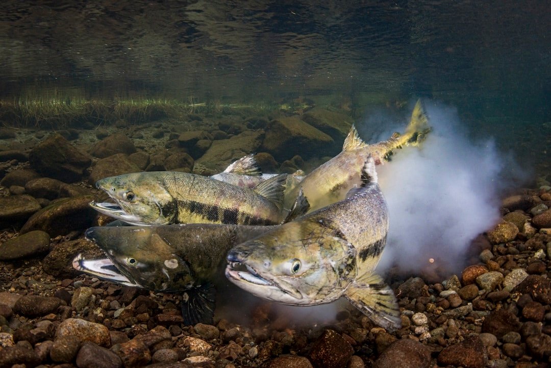 British Columbia Chum Salmon