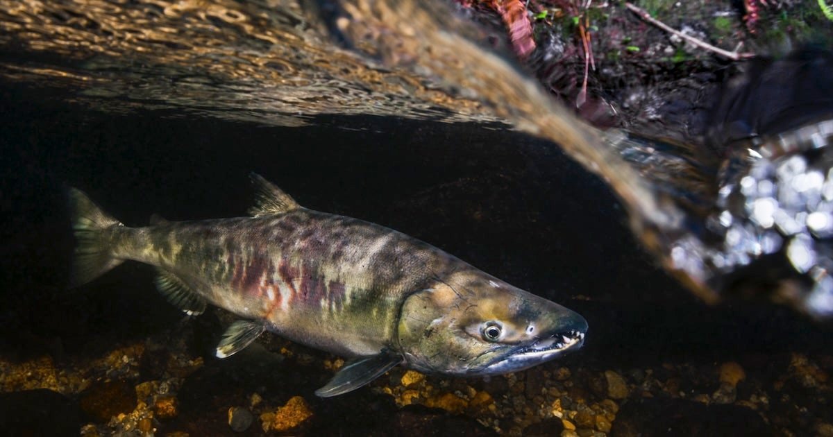 Chum salmon swimming underwater, displaying its distinct coloration and features among pebbles on the riverbed.