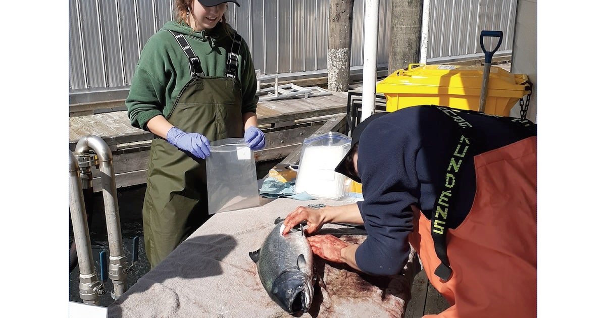 Two individuals processing a salmon at a work table, with one person handling the fish and the other preparing materials in the background.