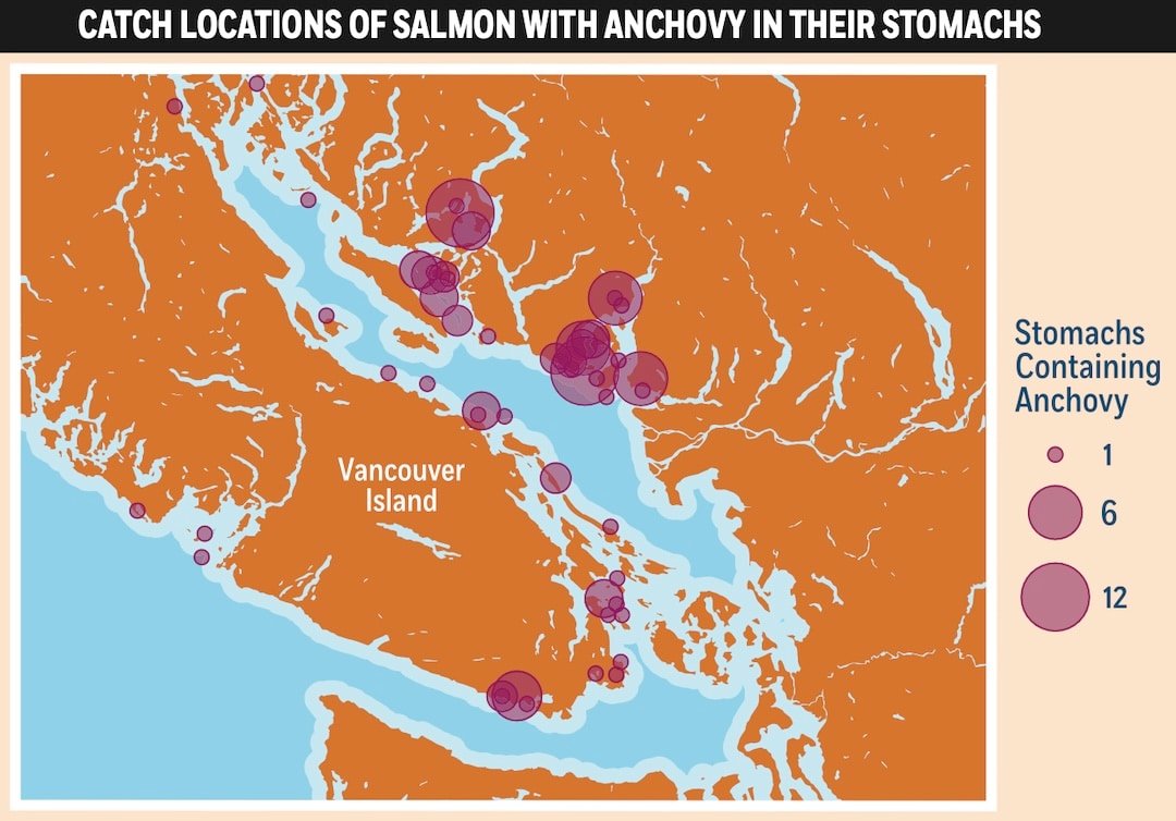 Salmon Diet Science: What Do Salmon Eat?