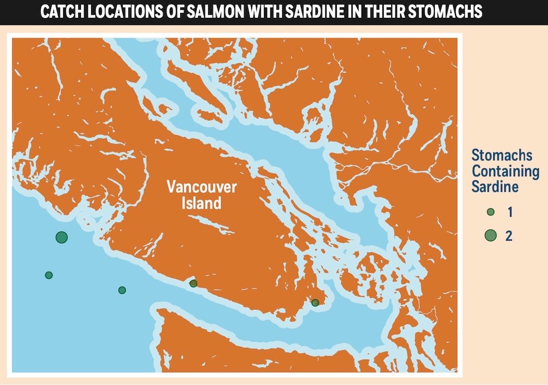 Salmon Diet Science: What Do Salmon Eat?