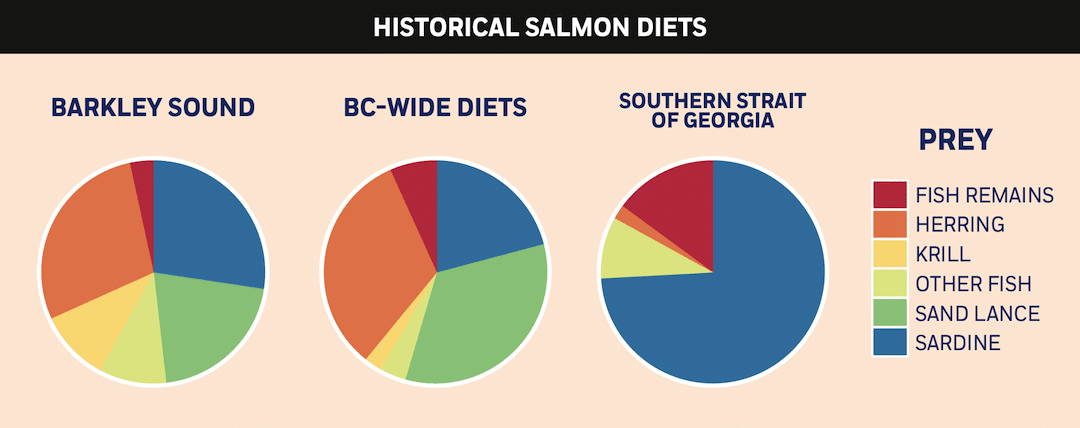 Salmon Diet Science: What Do Salmon Eat?