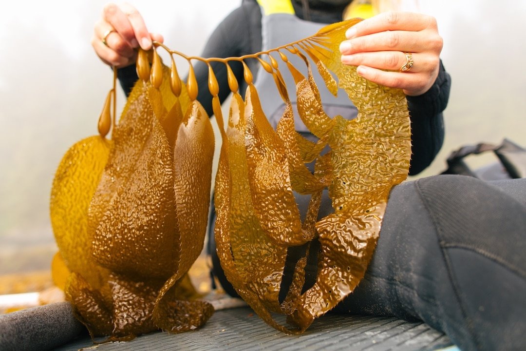 The Power of a $6.89 Salmon Stamp: Funding the Future of Pacific Salmon