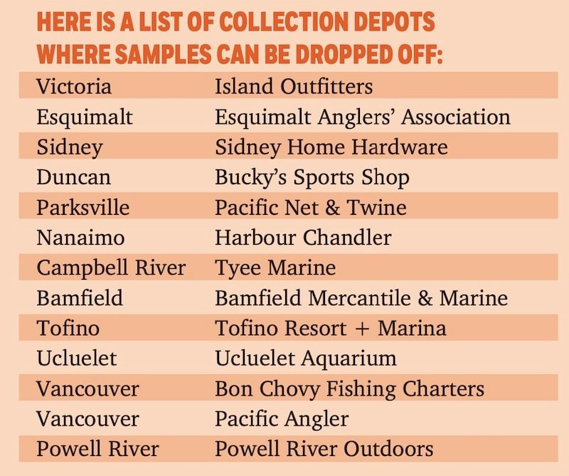 Salmon Diet Science: What Do Salmon Eat?