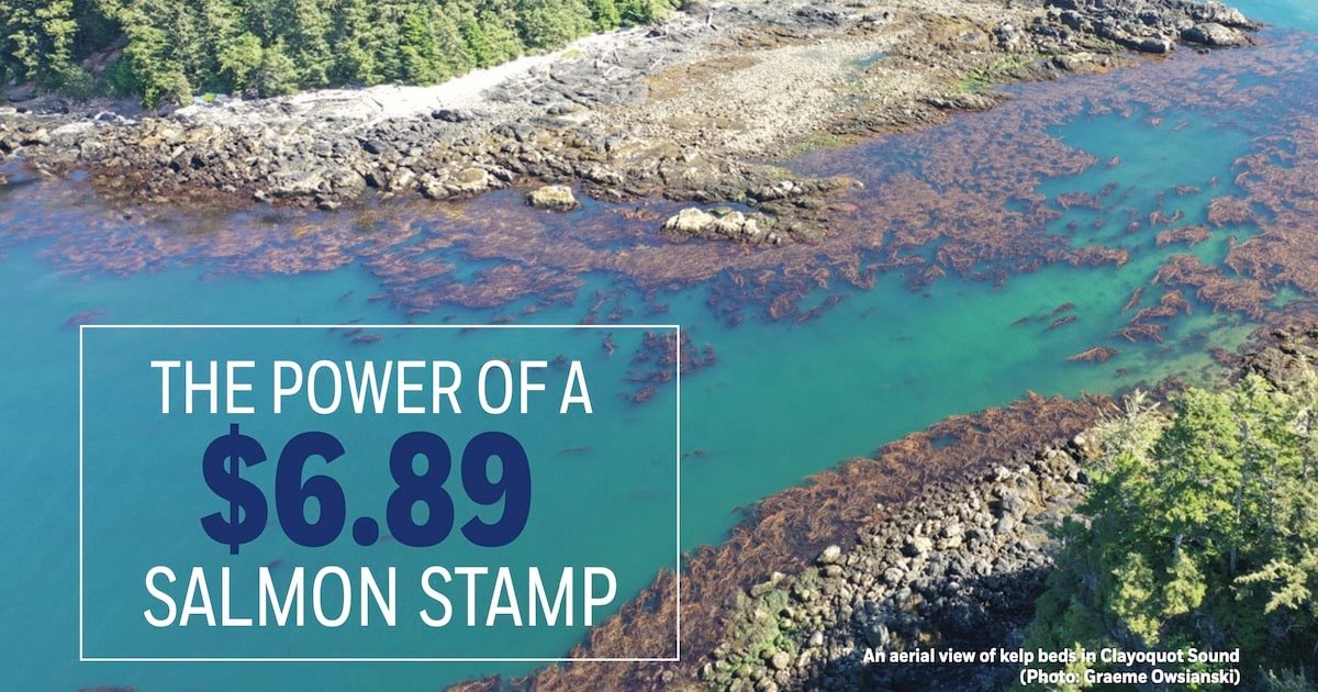 Aerial view of kelp beds in Clayoquot Sound, showcasing the natural underwater vegetation and marine environment.