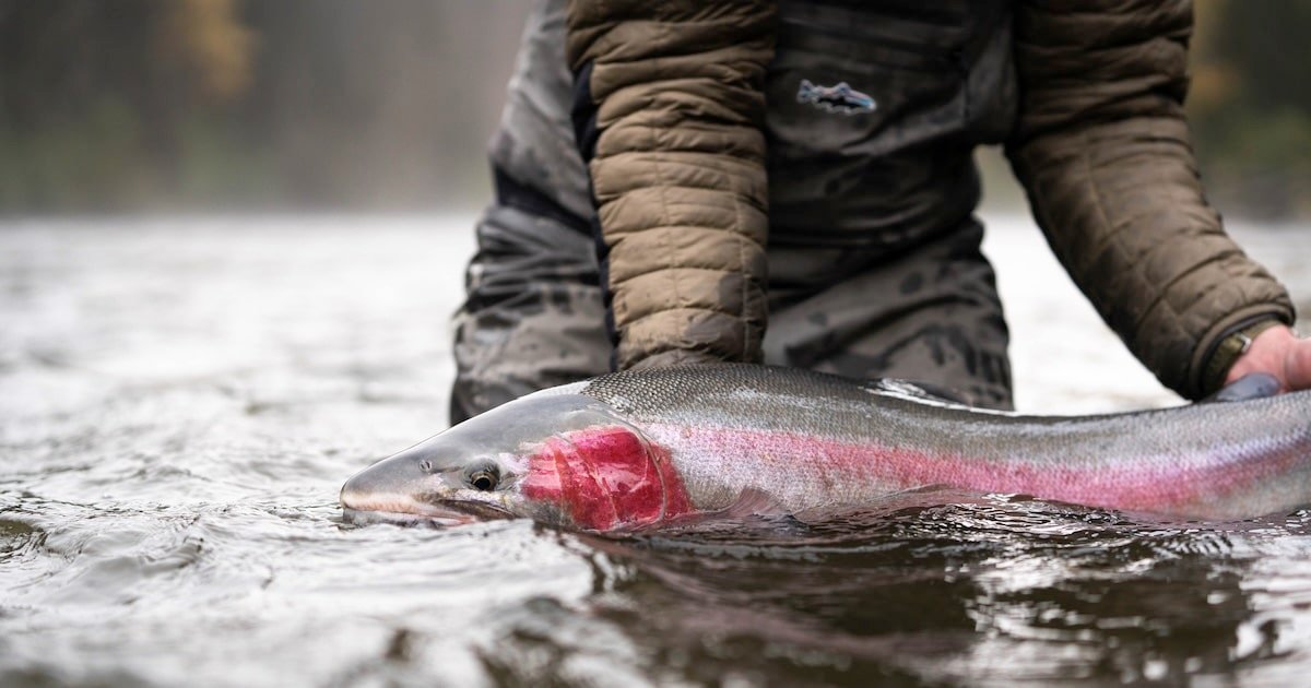 Steelhead trout being held by an angler in a river, showcasing its distinctive coloration and size.