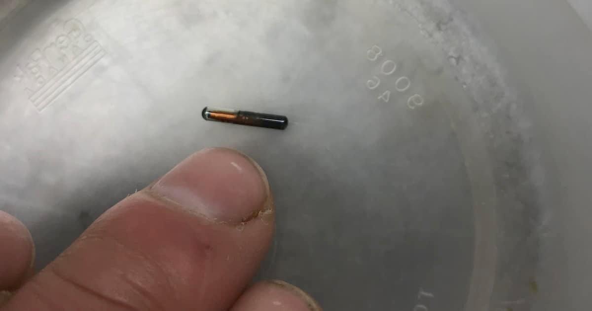 A hand holding a small black and orange pit tag placed on a clear surface, indicating a tagging device used in fish tracking.