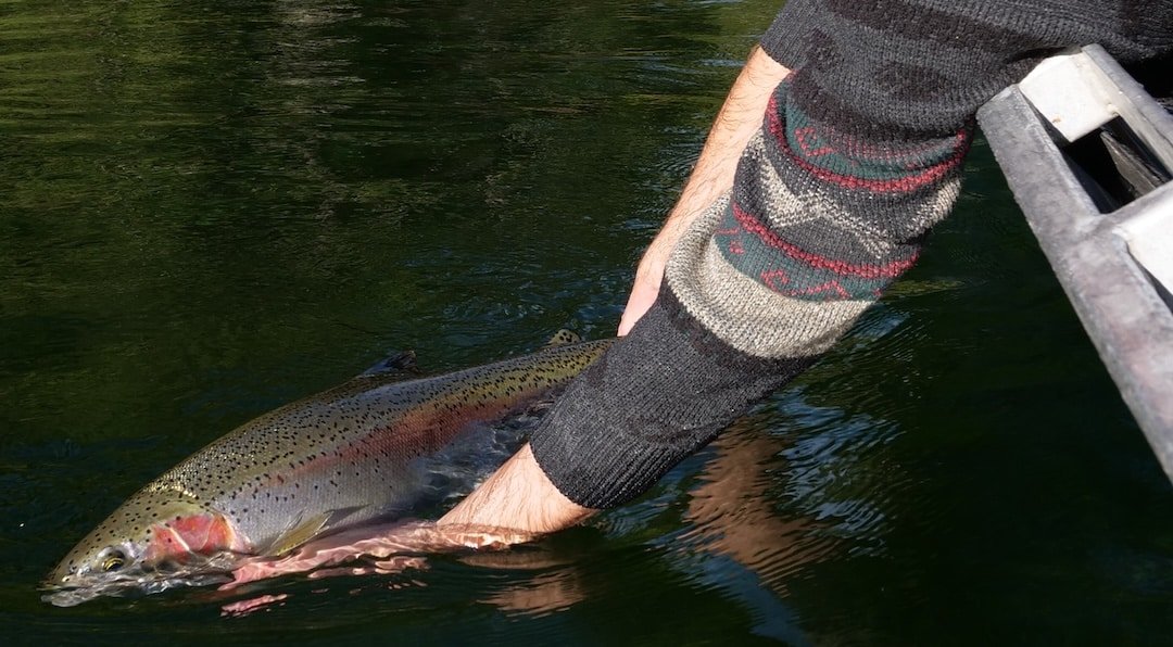 Reading the River for Steelhead