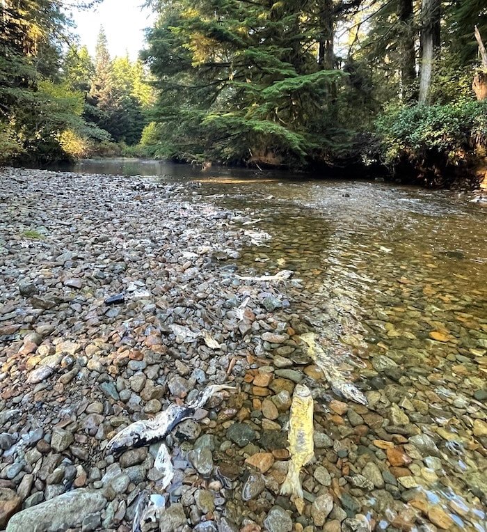 If You Fix It, They Will Spawn