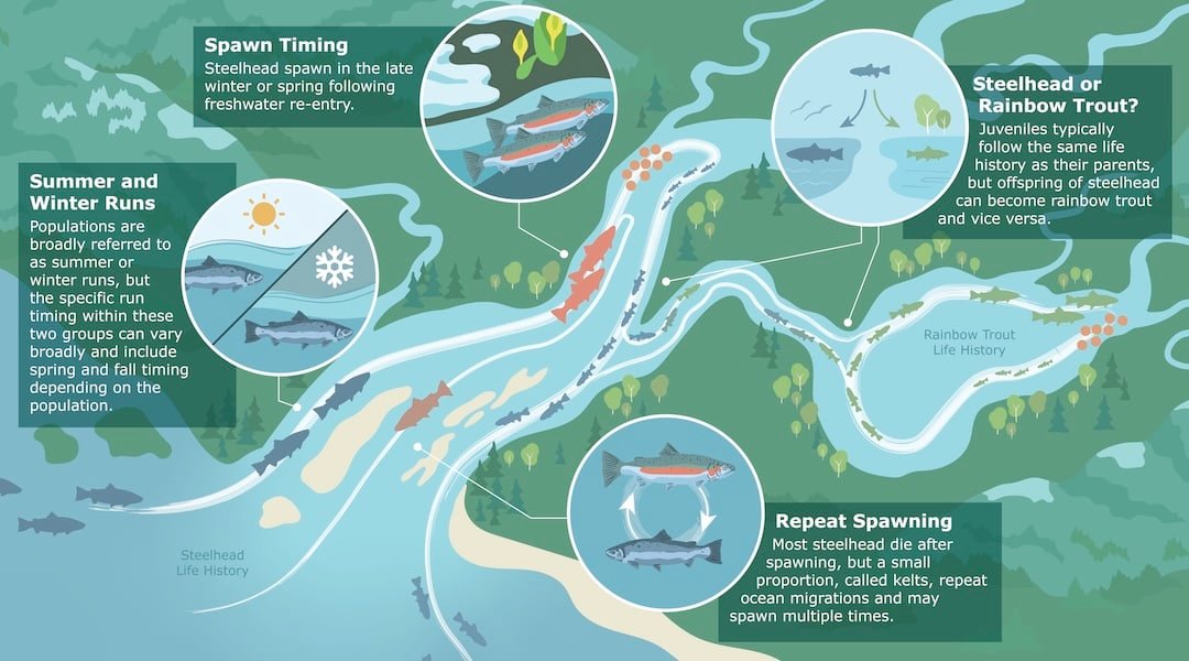 The steelhead life cycle 