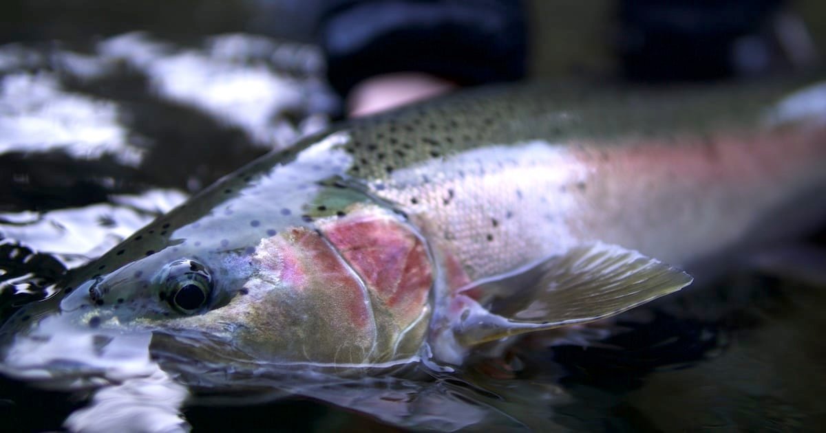 Close-up of a steelhead trout in clear water, showcasing its distinctive coloration and features.