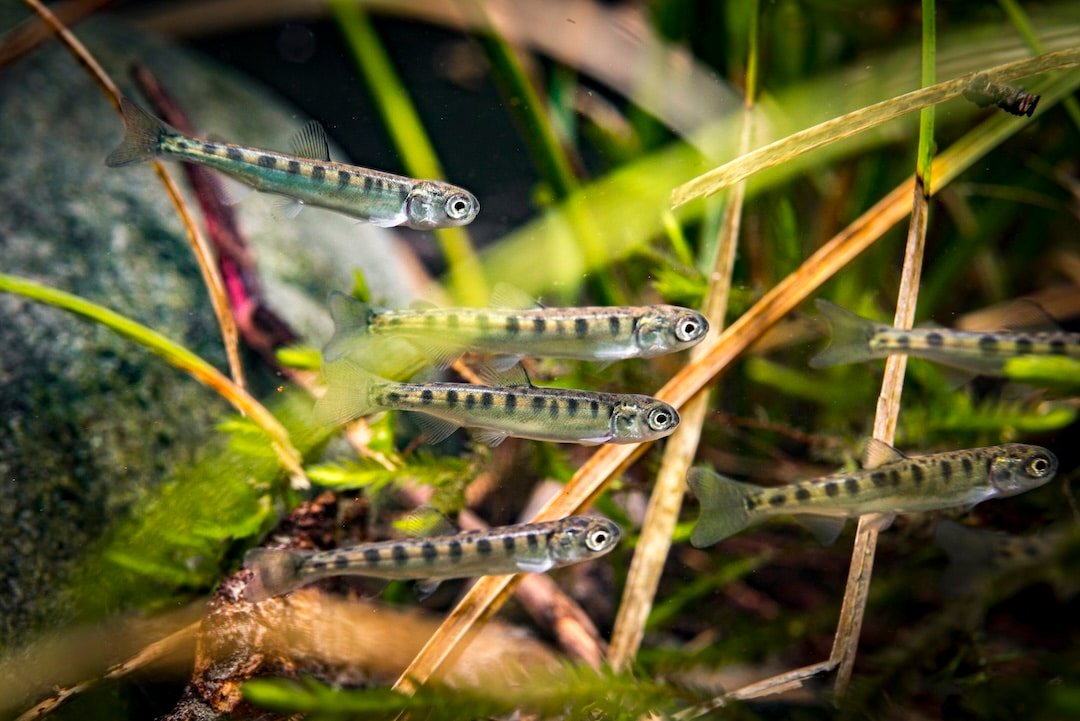 If You Fix It, They Will Spawn