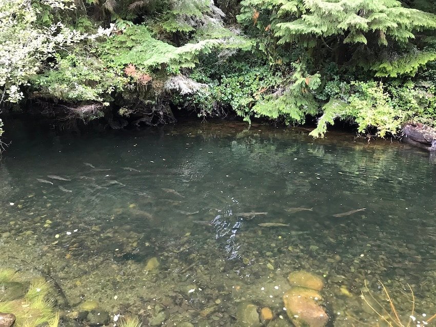 How Do Salmon Get Counted?