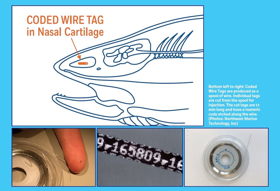 Coded Wire Tag