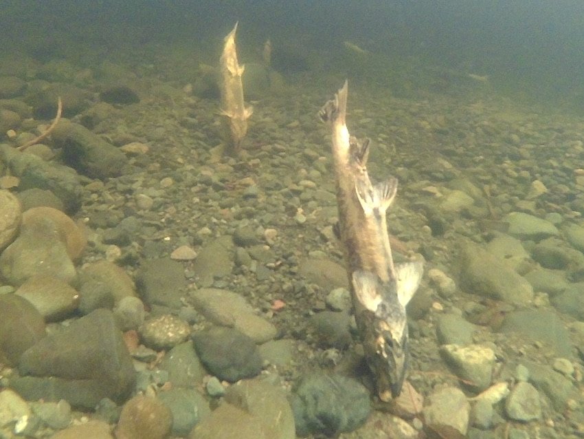 How Do Salmon Get Counted?