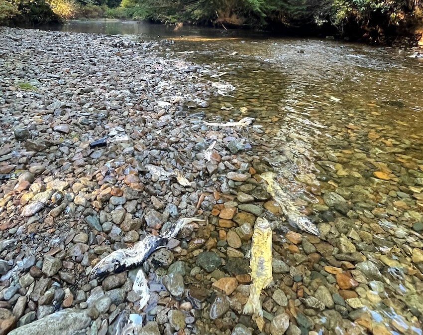 How Do Salmon Get Counted?