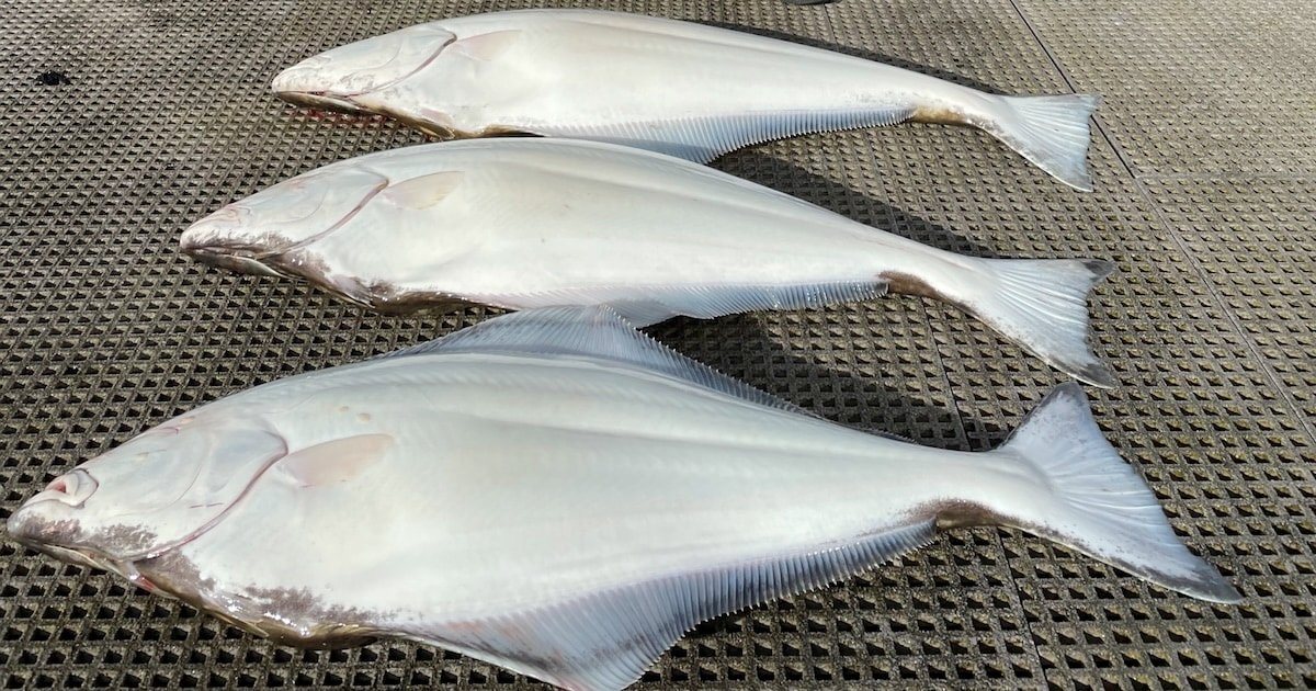 Three halibut fish displayed on a textured surface, showcasing their smooth, white bodies and fins.