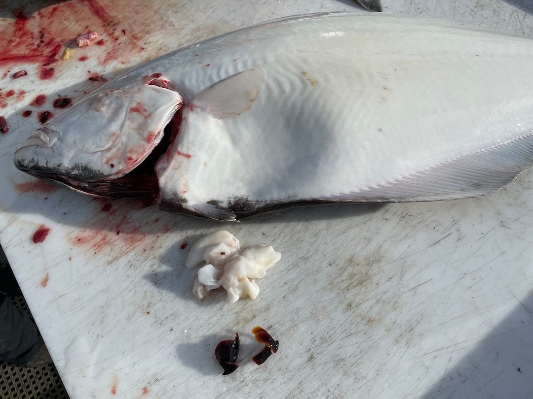 BC Halibut fish on a cutting board with visible internal organs and blood. The fish has a smooth, white exterior.