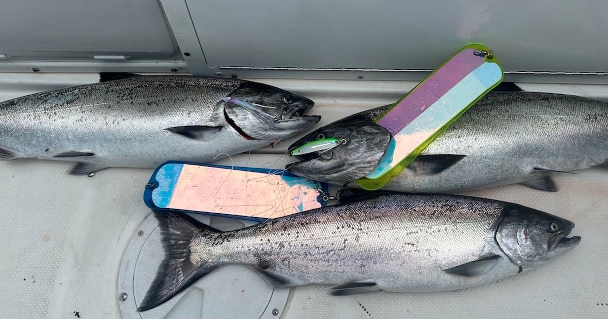Winter Fishing for Chinook salmon displayed on a boat deck with fishing lures beside them.