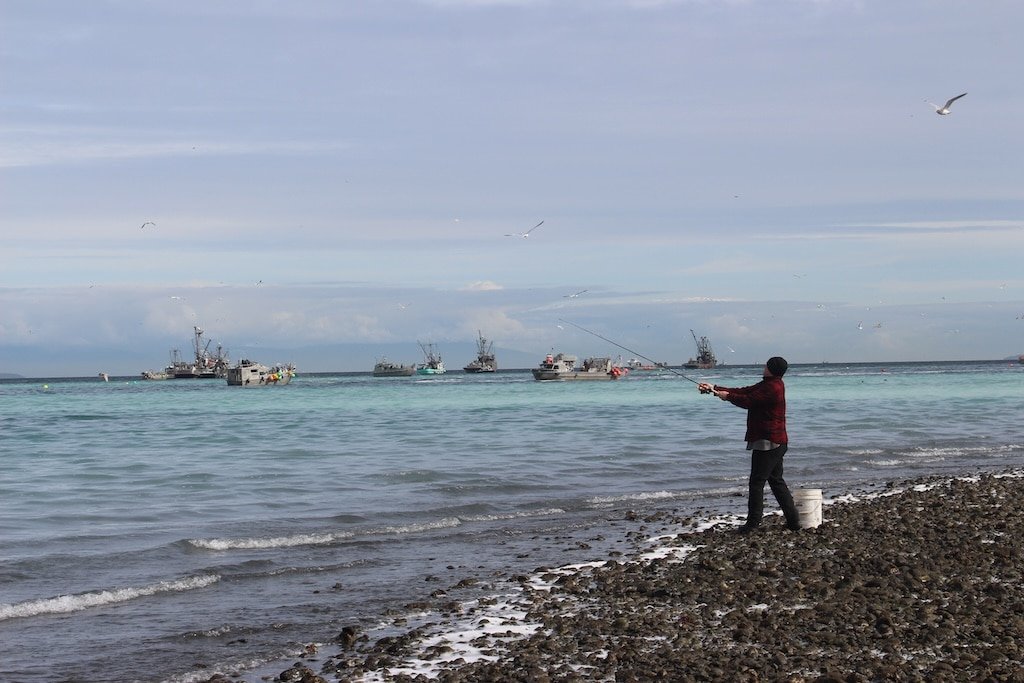 Pacific Salmon Foundation's Herring Research Project