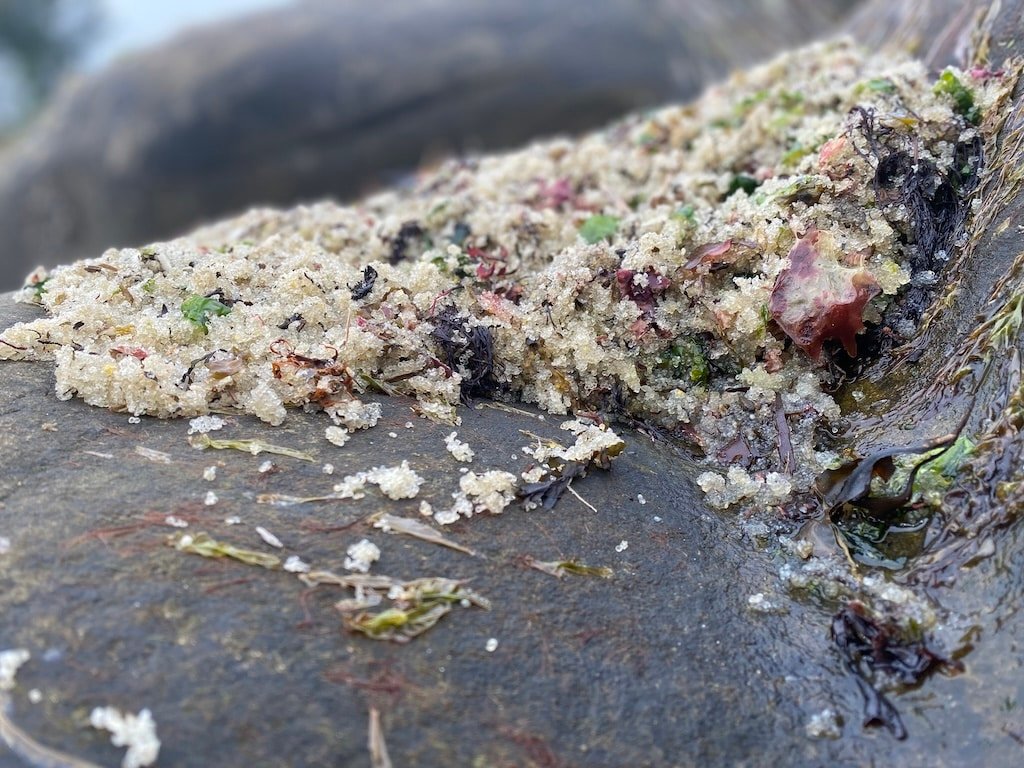 Pacific Salmon Foundation's Herring Research Project