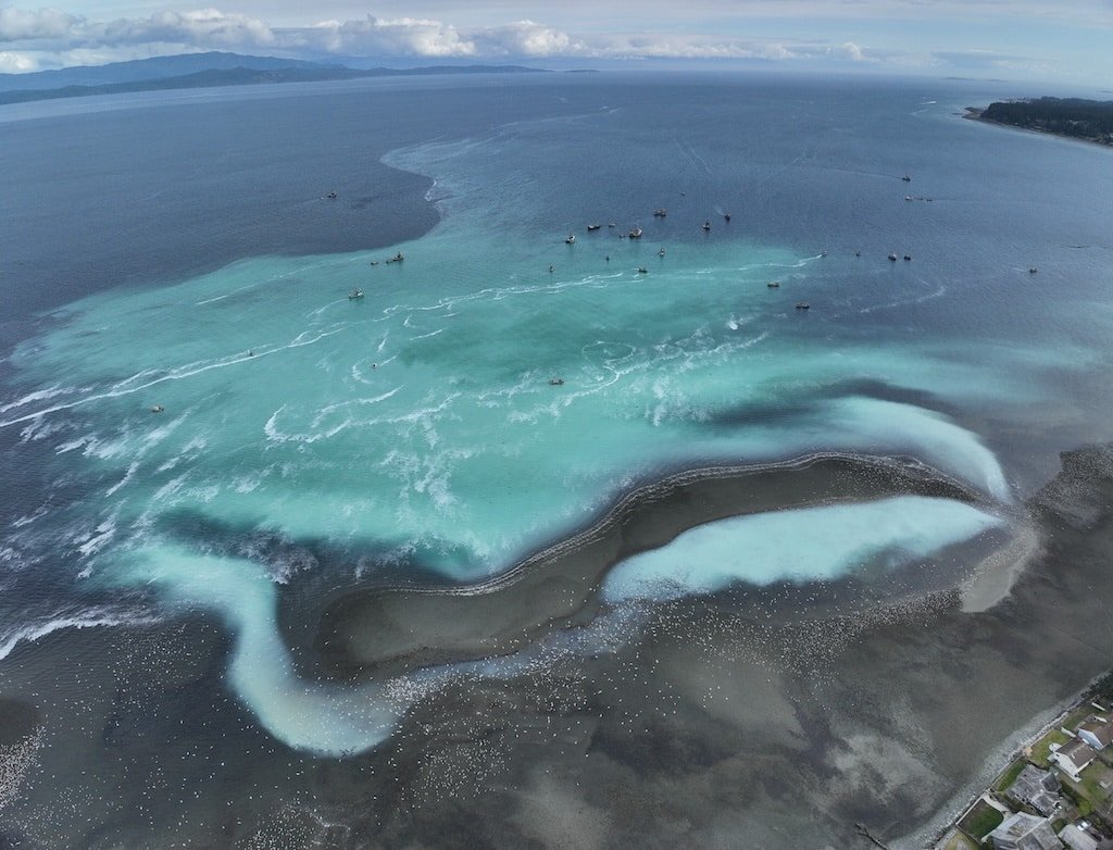 Pacific Salmon Foundation's Herring Research Project