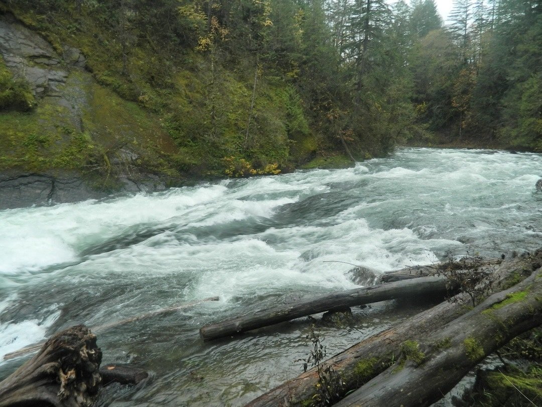 Another Great Cowichan River Chinook Return!