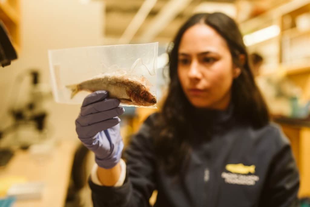 Pacific Salmon Foundation's Herring Research Project