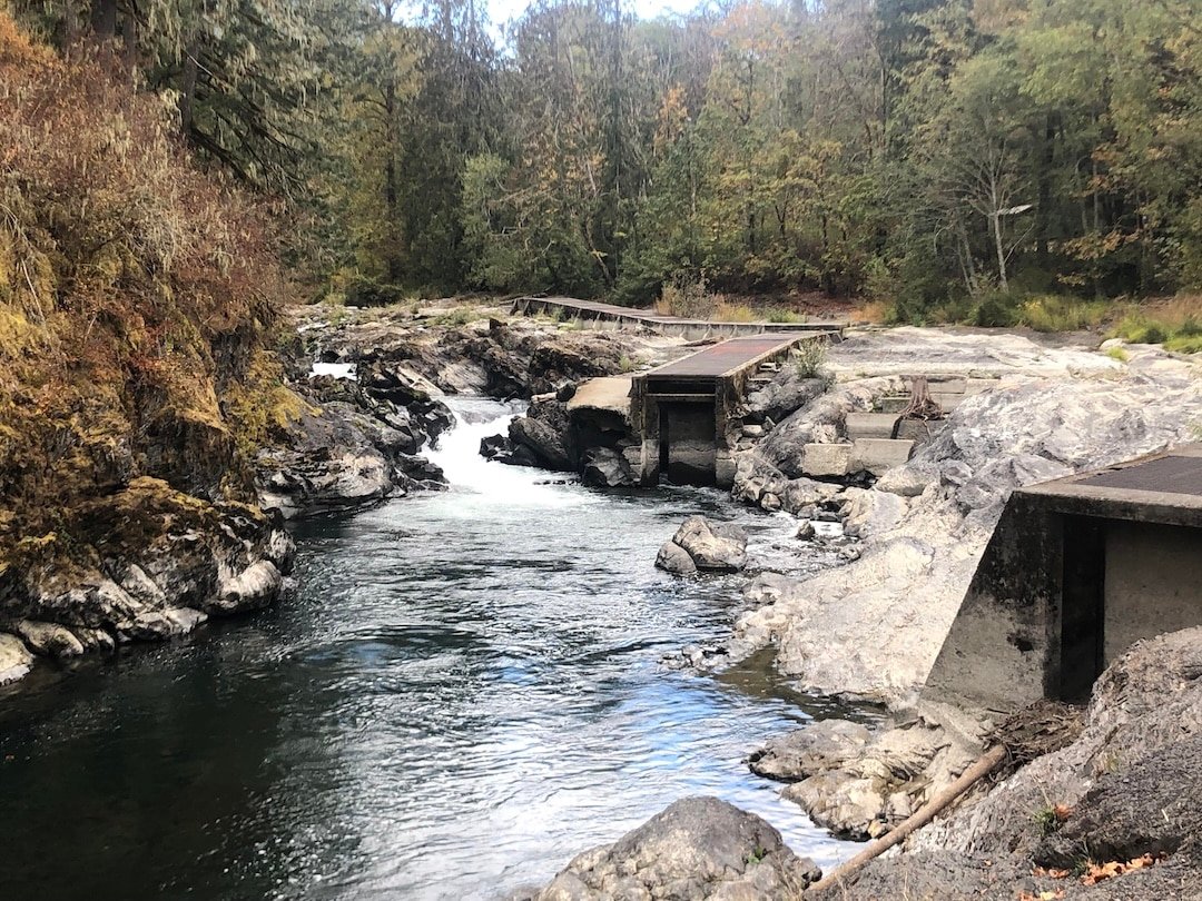 Another Great Cowichan River Chinook Return!