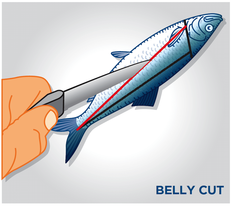 How To Cut Herring Strip for Salmon Fishing The Easy Way