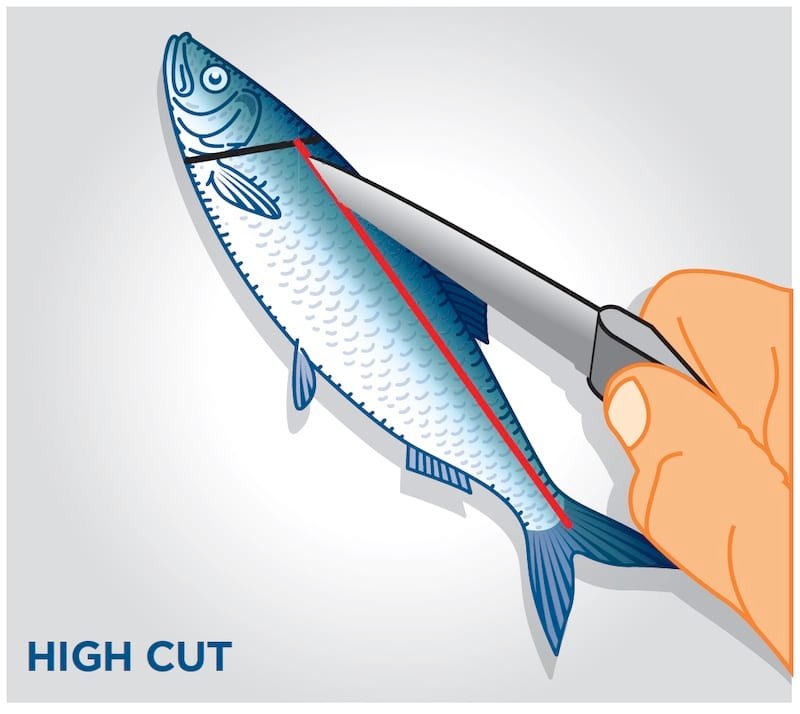How To Cut Herring Strip for Salmon Fishing The Easy Way
