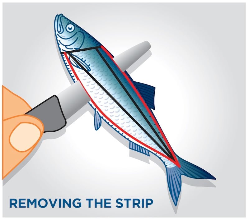 How To Cut Herring Strip for Salmon Fishing The Easy Way